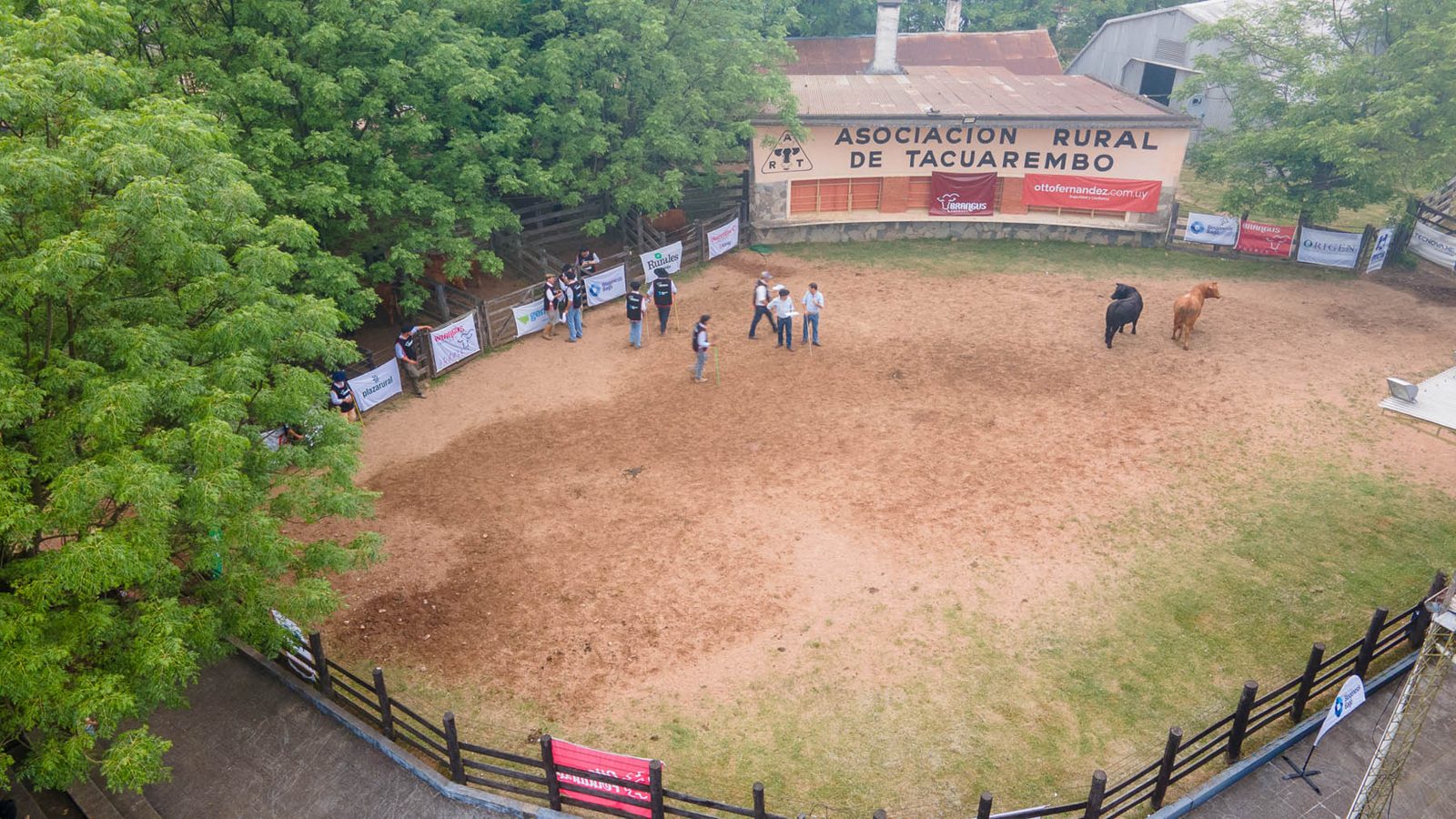Éxito total en la Expo Nacional Brangus 2024 en Tacuarembó