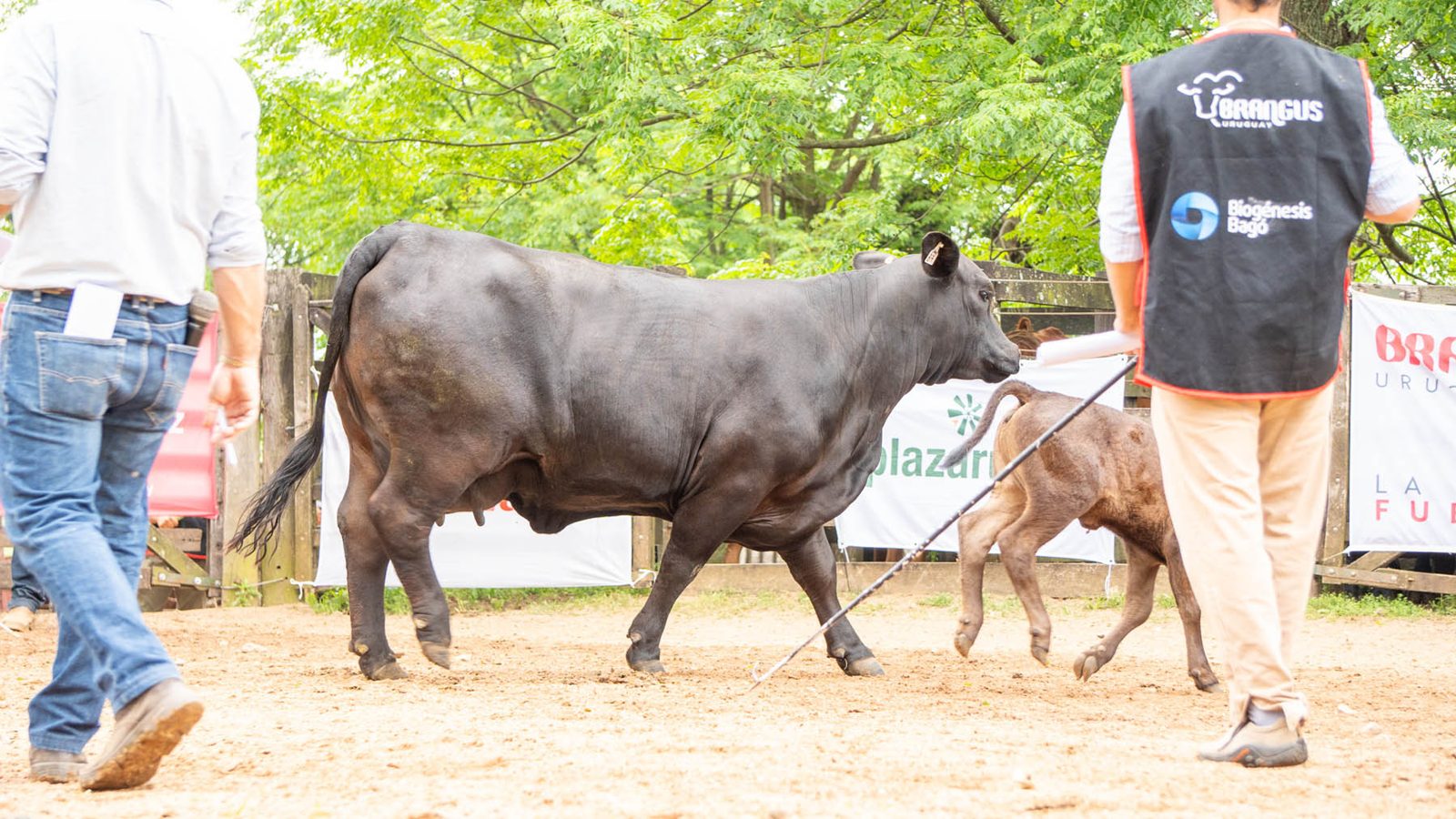 Éxito total en la Expo Nacional Brangus 2024 en Tacuarembó