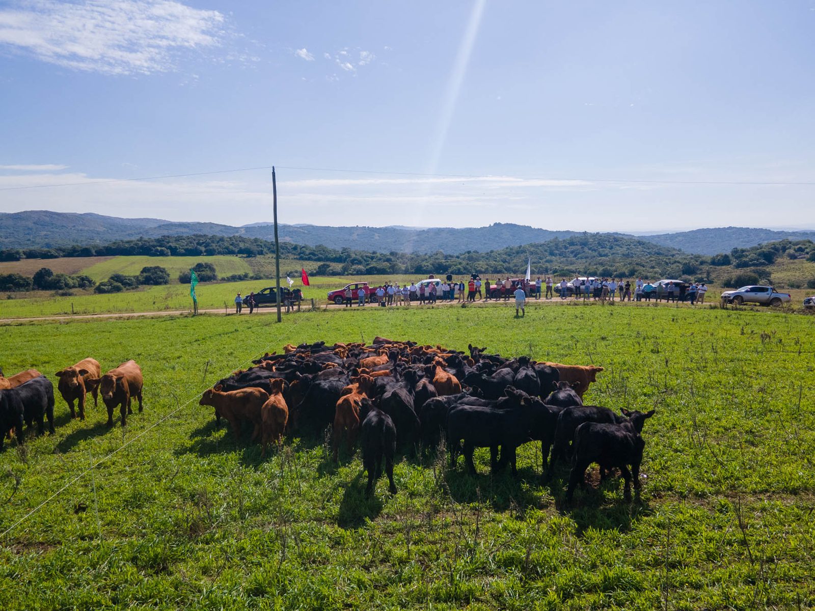 Gira Brangus 2025: genética, campo y camaradería