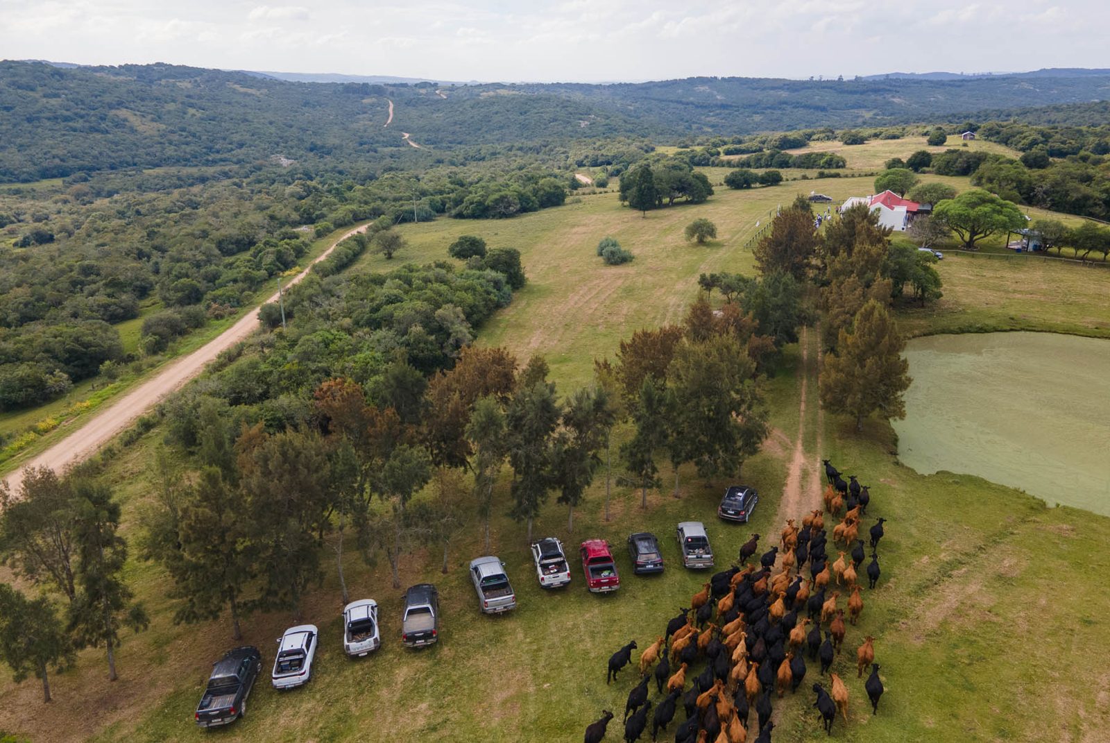 Gira Brangus 2025: genética, campo y camaradería