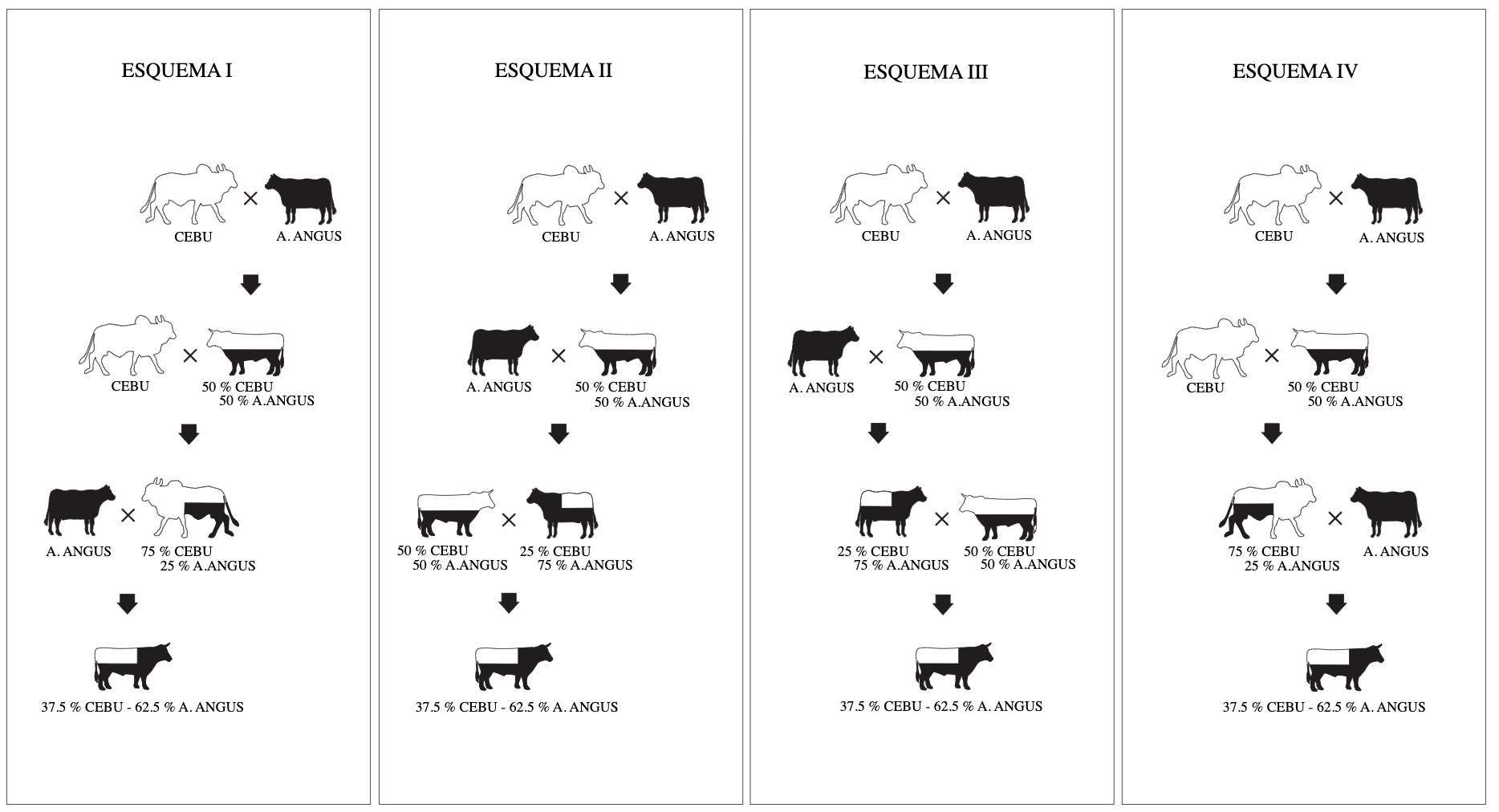 Esquemas de cruzamiento para llegar a 37,5% Cebú - 62,5% Aberdeen Angus